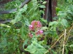 Valeriana